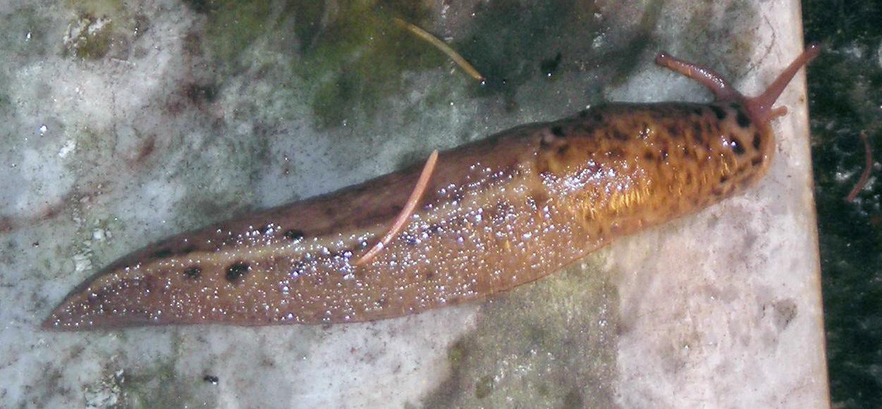 Limax maximus da S. Secondo di Pinerolo (TO)